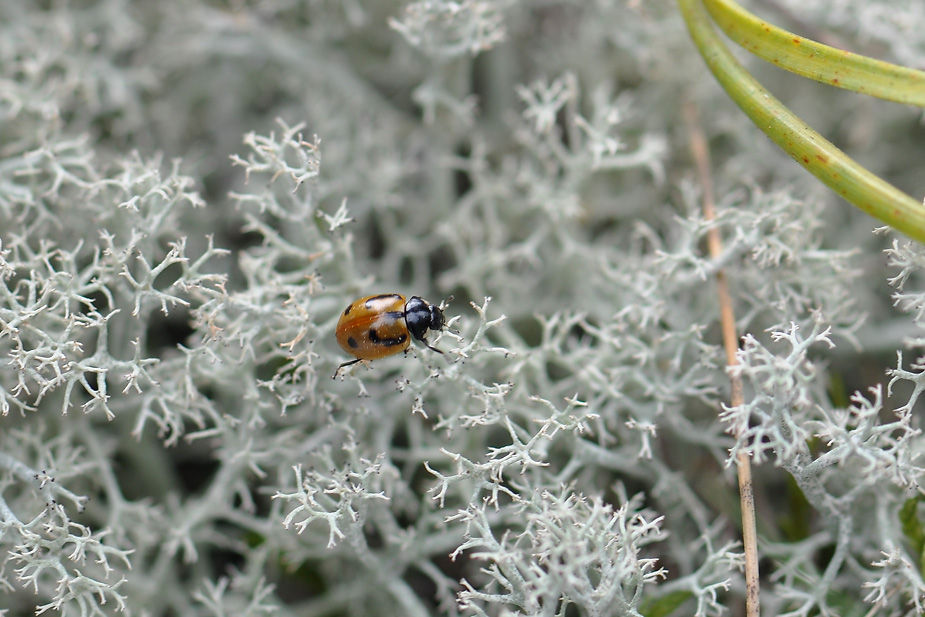 Coccinella hieroglyphica_0262