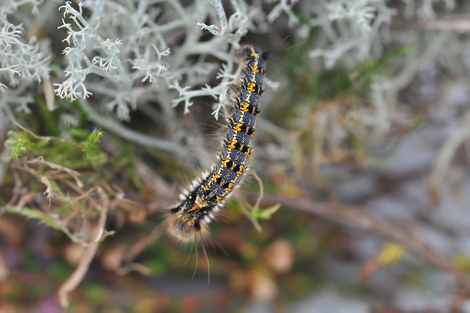 Euthrix potatoria_0294