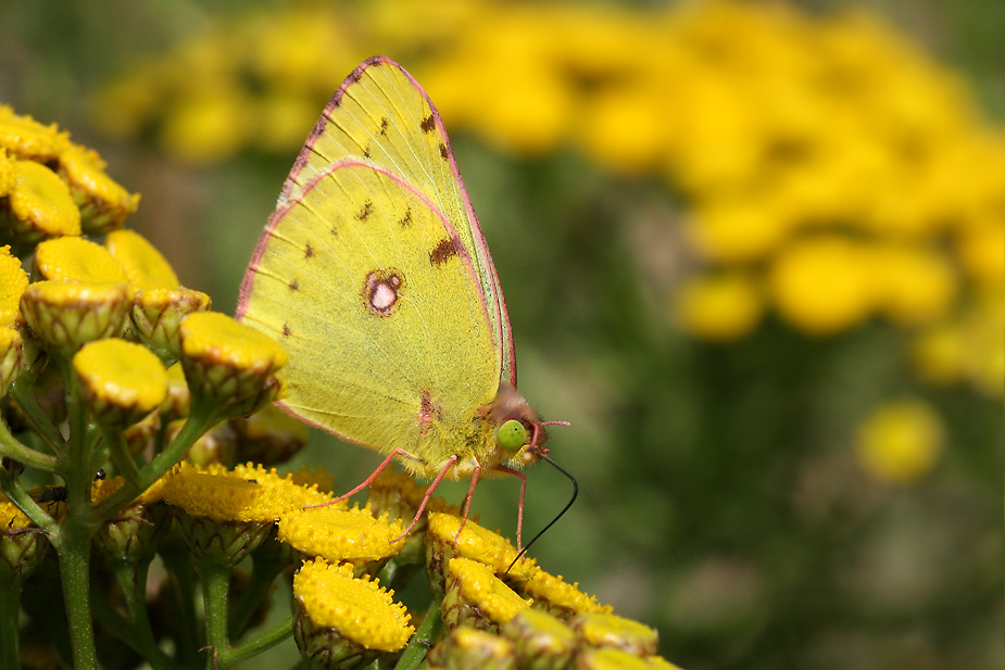 Colias hyale_0056