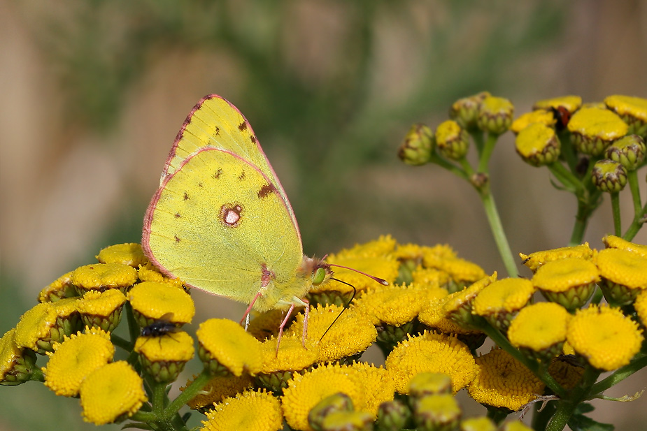 Colias hyale_0082