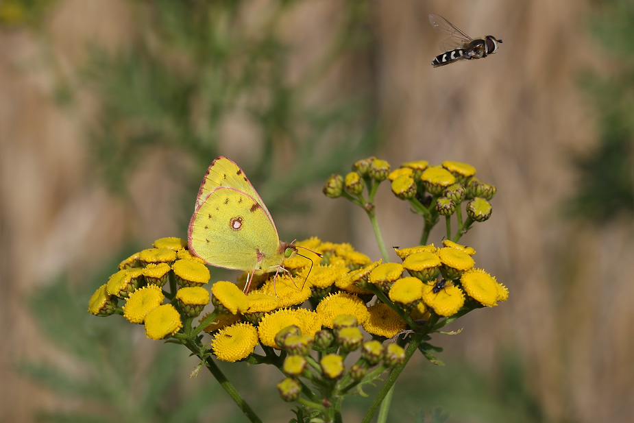 Colias hyale_0097
