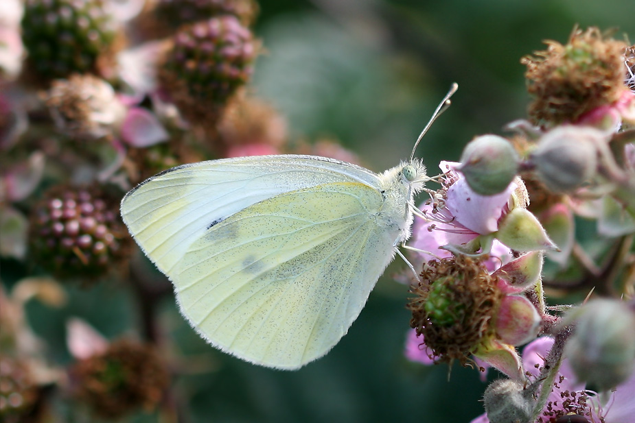 Pieris rapae_0284