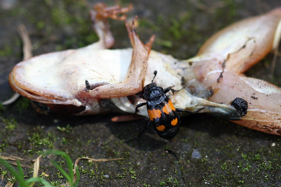 Nicrophorus vespilloides_0448