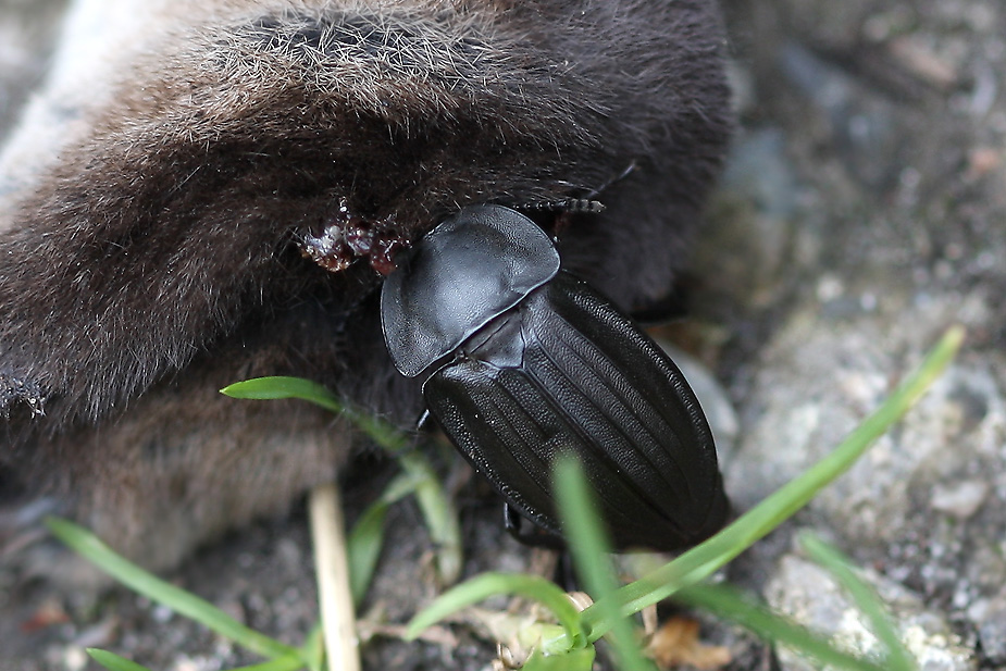 Silpha carinata_0452