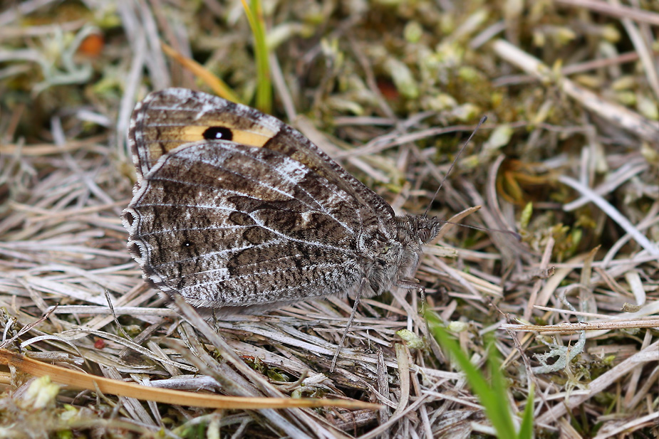 Hipparchia semele_0510