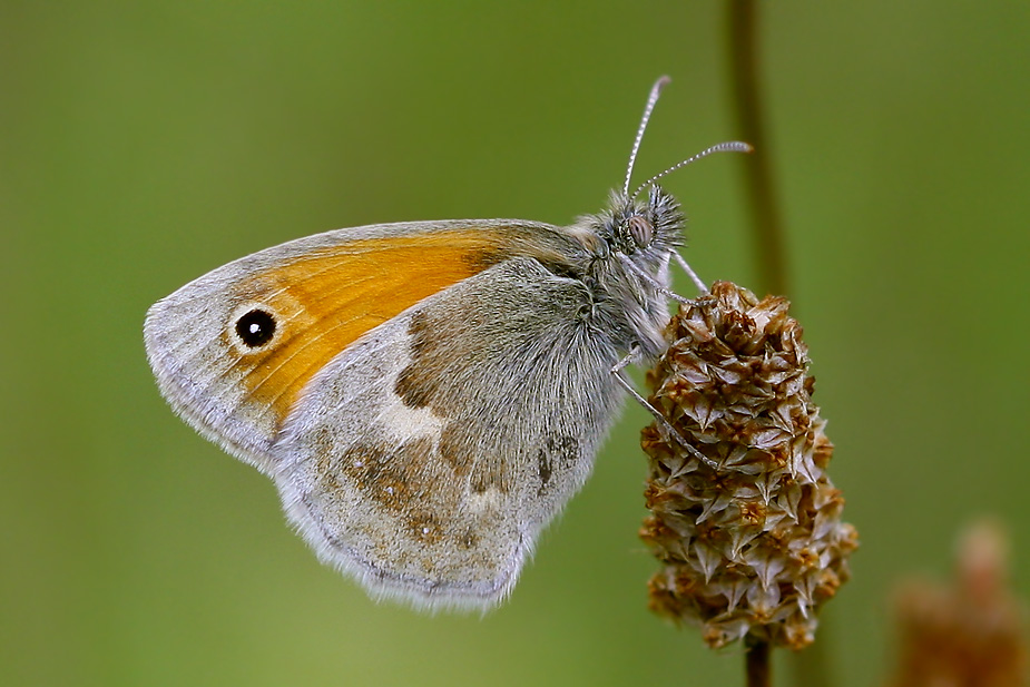 Coenonympha pamphilus_0528