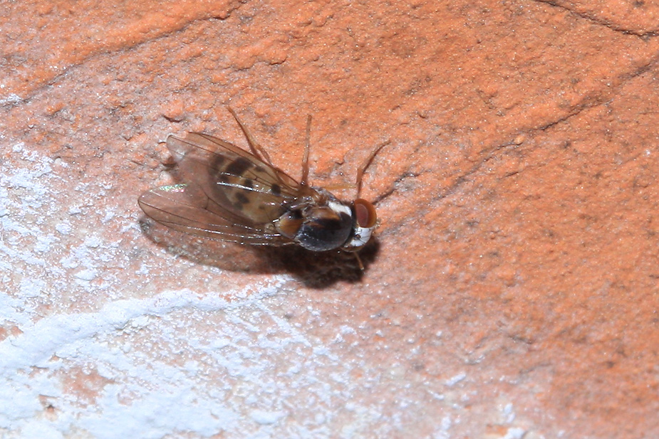 Leucophenga maculata_1364