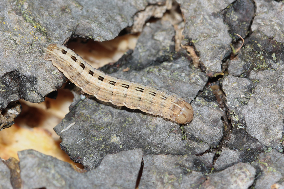 Thalpophila matura_1925