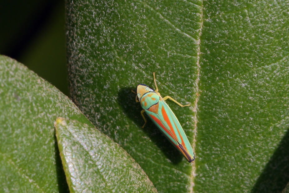 Graphocephala fennahi_2224