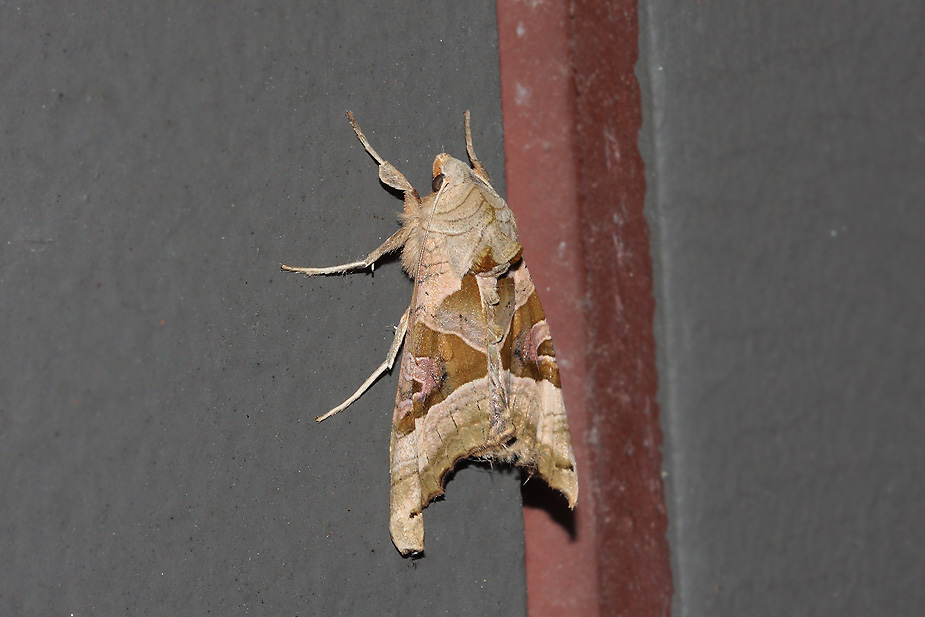 Phlogophora meticulosa_2431