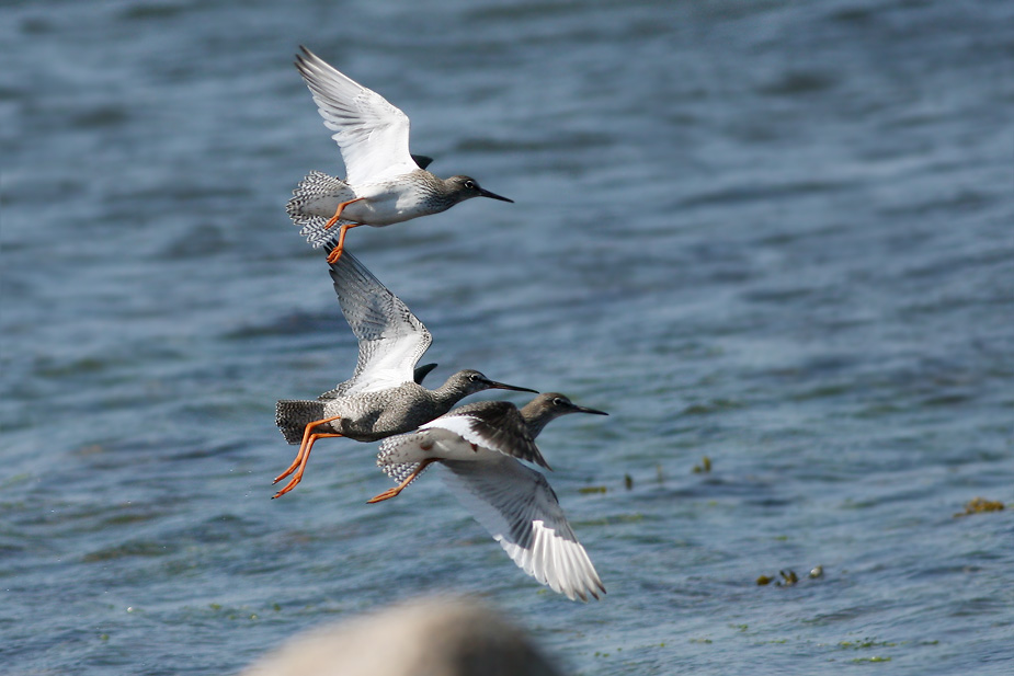 Fugl-Tringa erythropus_2543