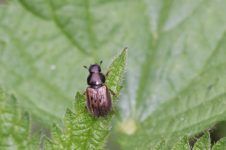 Aphodius contaminatus_6450