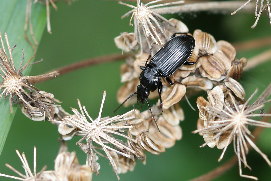 Pterostichus nigrita_6456