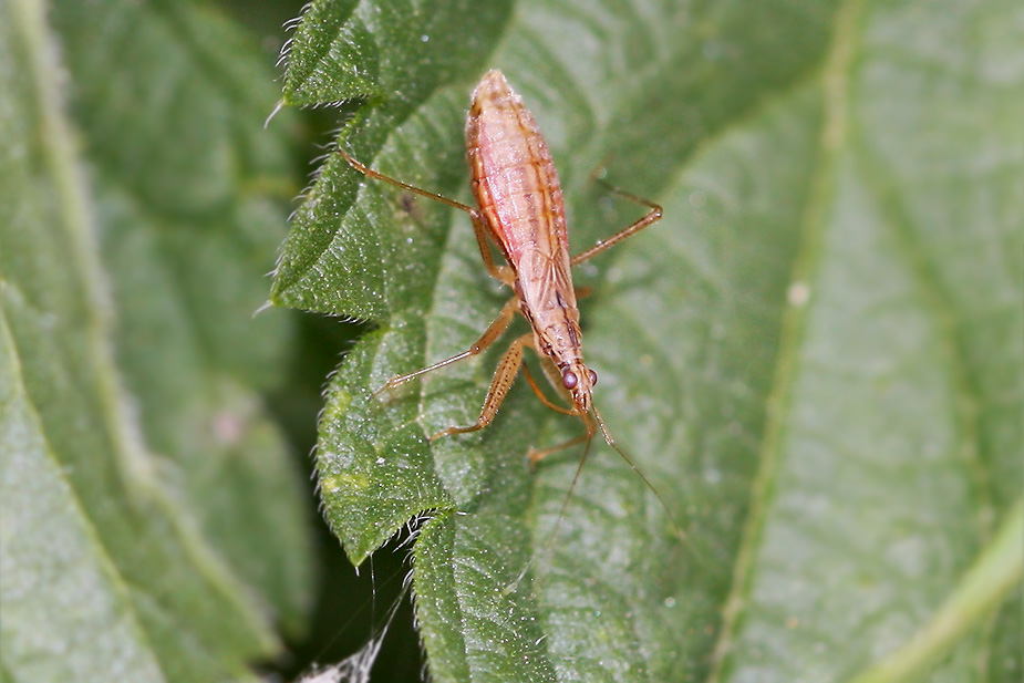 Nabis limbatus_6471