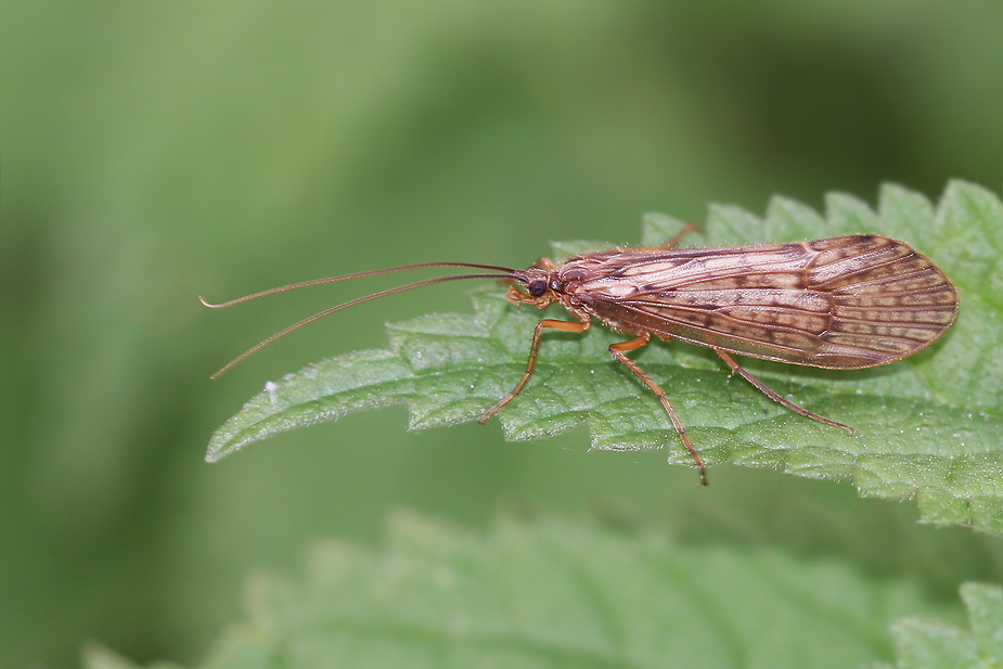 Halesus digitatus_6506