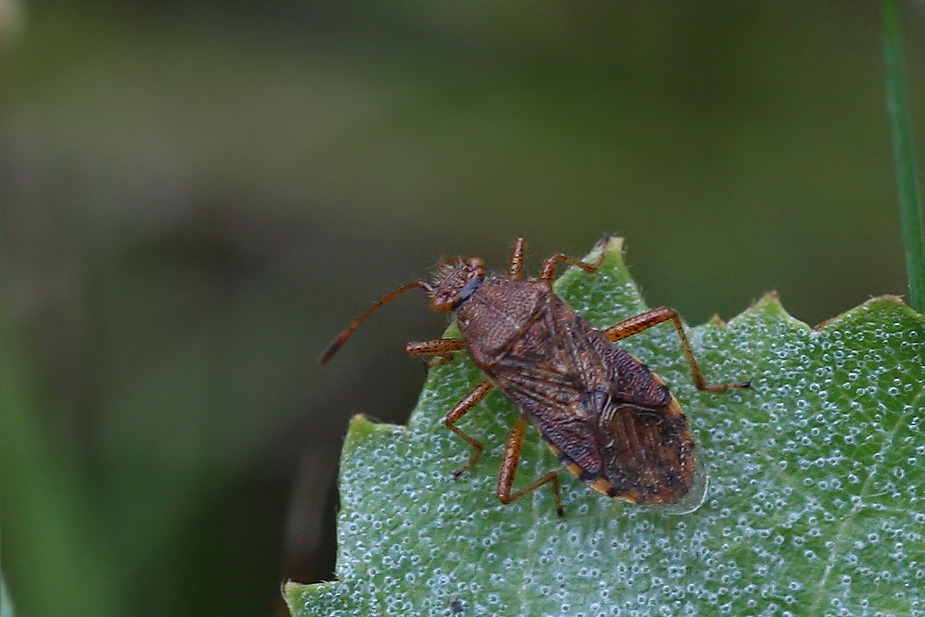 Rhopalus maculatus_6754