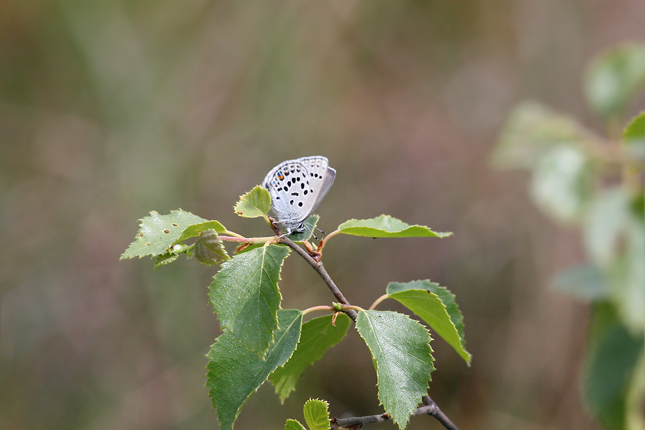 Agriades optilete_7287