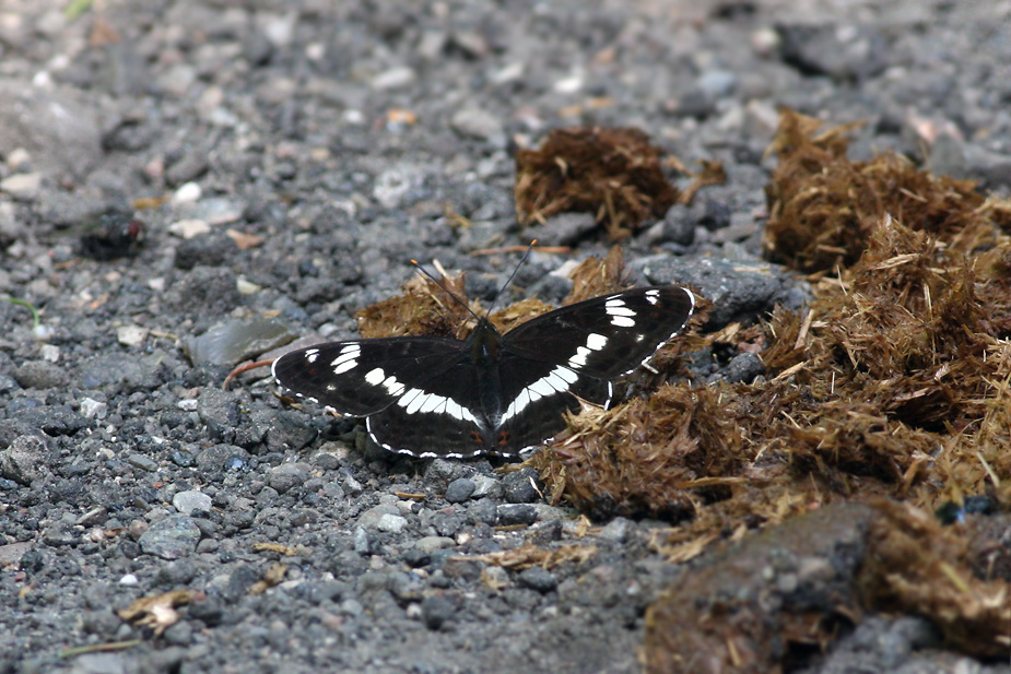 Limenitis camilla_7473