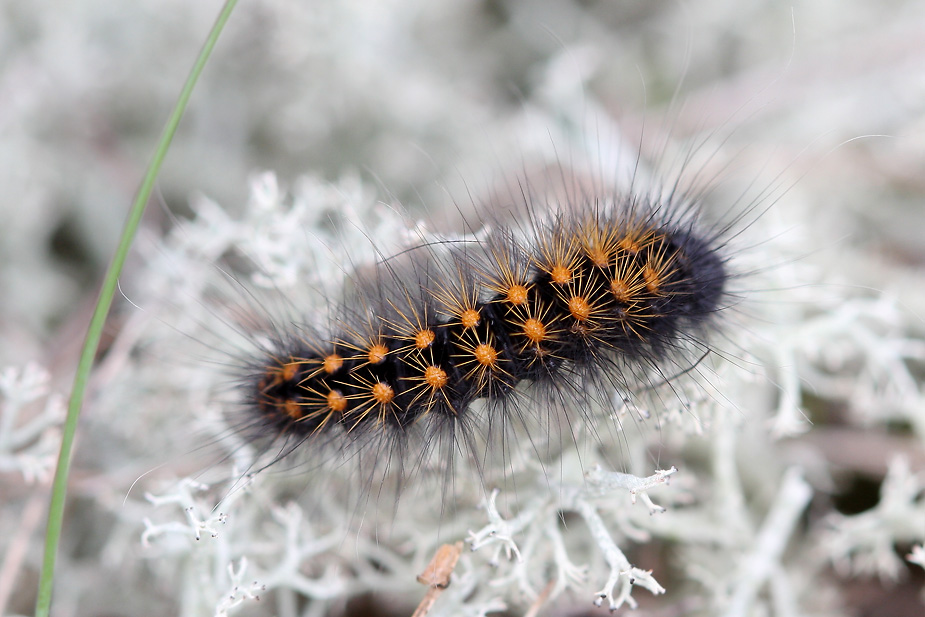 Acronicta auricoma_7498
