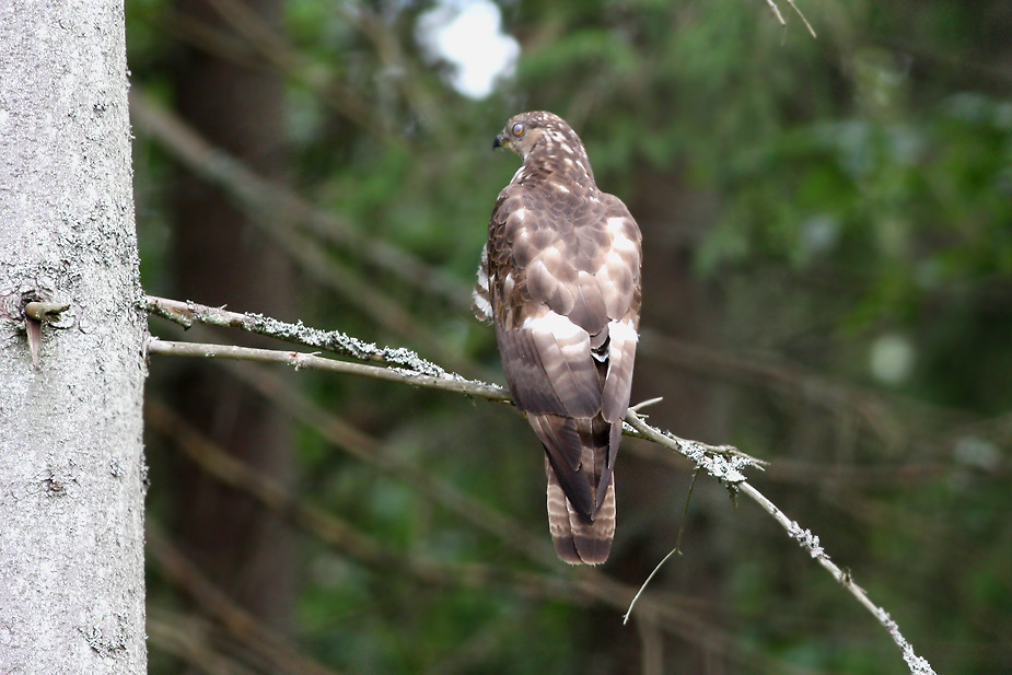 Pernis apivorus_7549