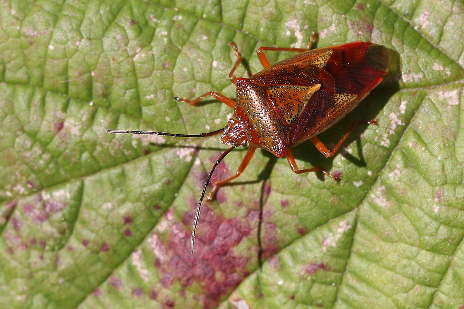 Acanthosoma haemorrhoidale_8888