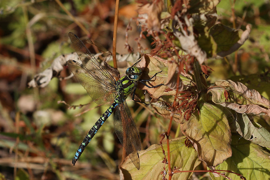 Aeshna cyanea_8996