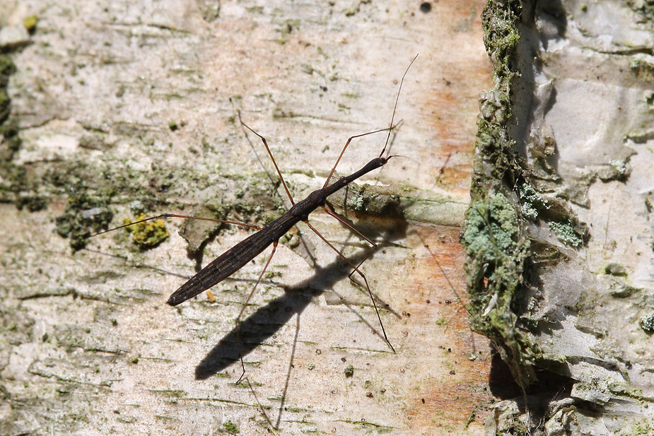 Hydrometra stagnorum_9240