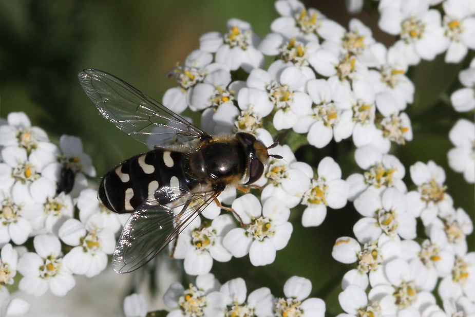 Scaeva pyrastri_9761