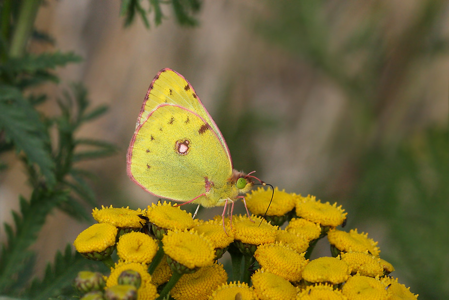 Colias hyale_9951