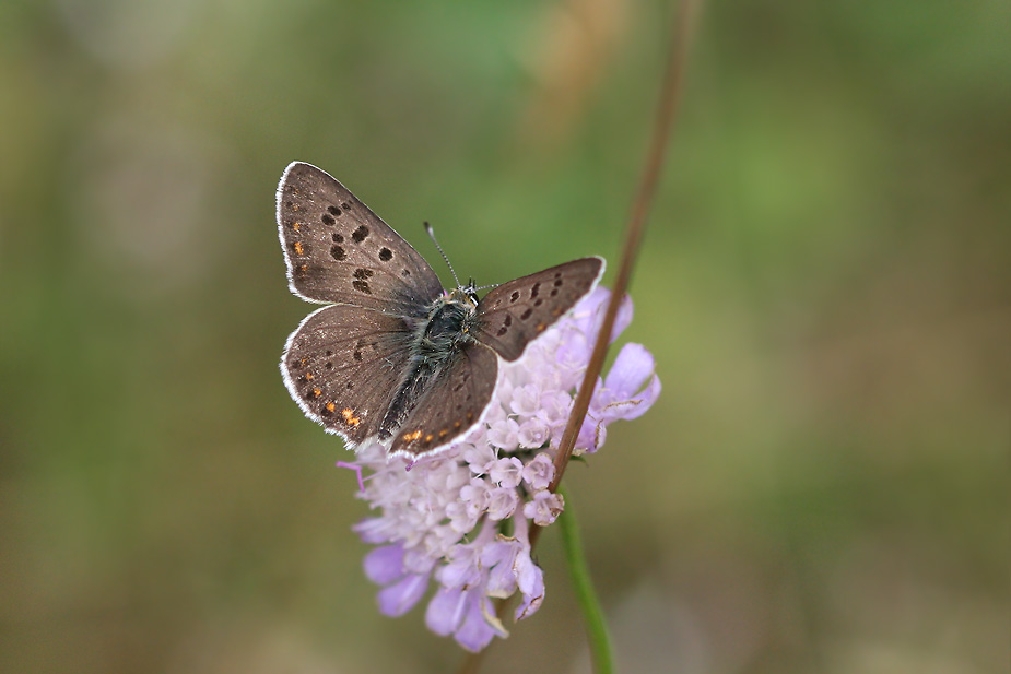 Lycaena tityrus_0575