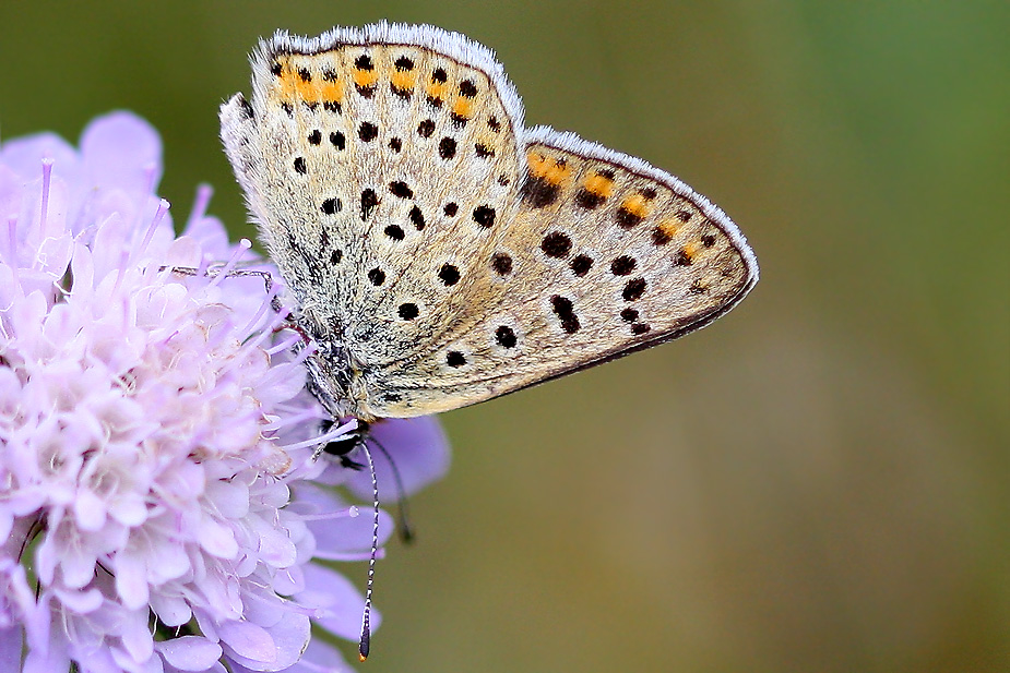 Lycaena tityrus_0615