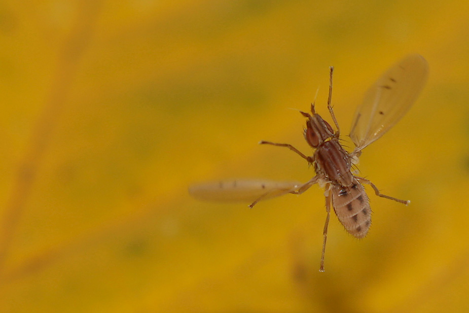 Trigonometopus frontalis