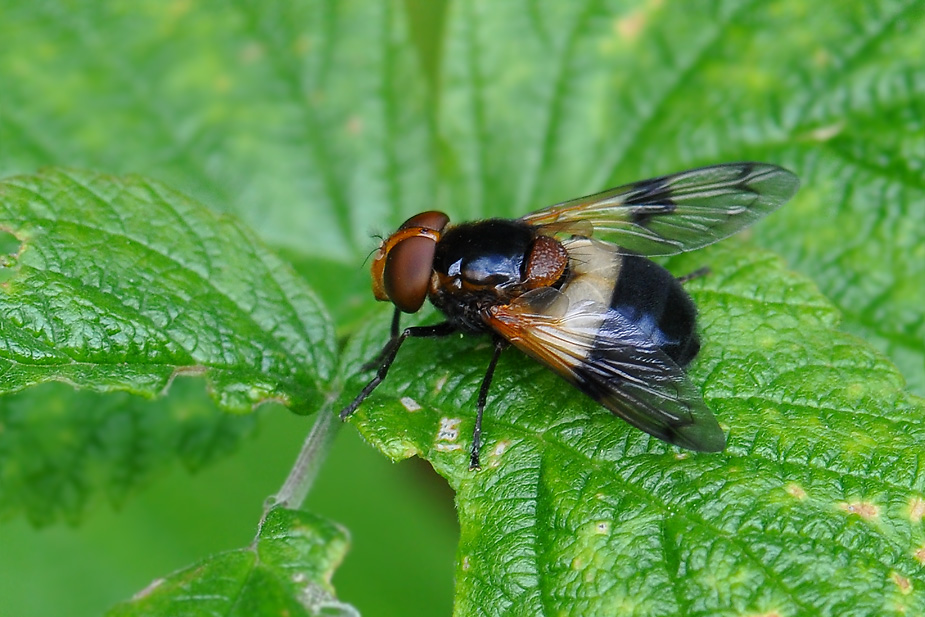 Volucella pellucens_0004
