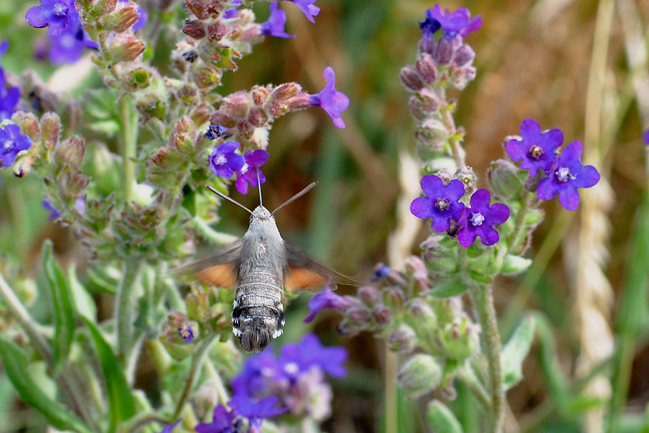 Macroglossum stellatarum_0005