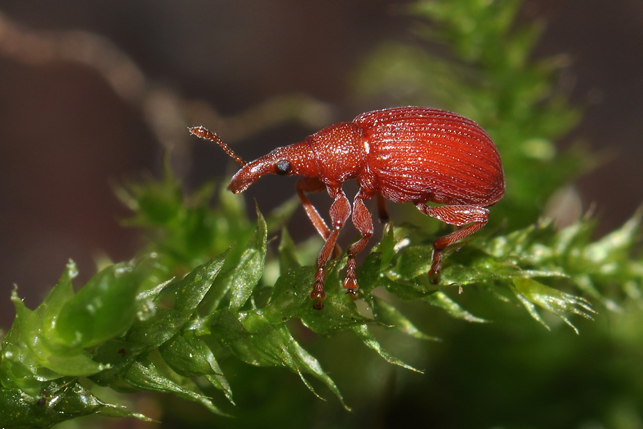 Apion frumentarium_0008