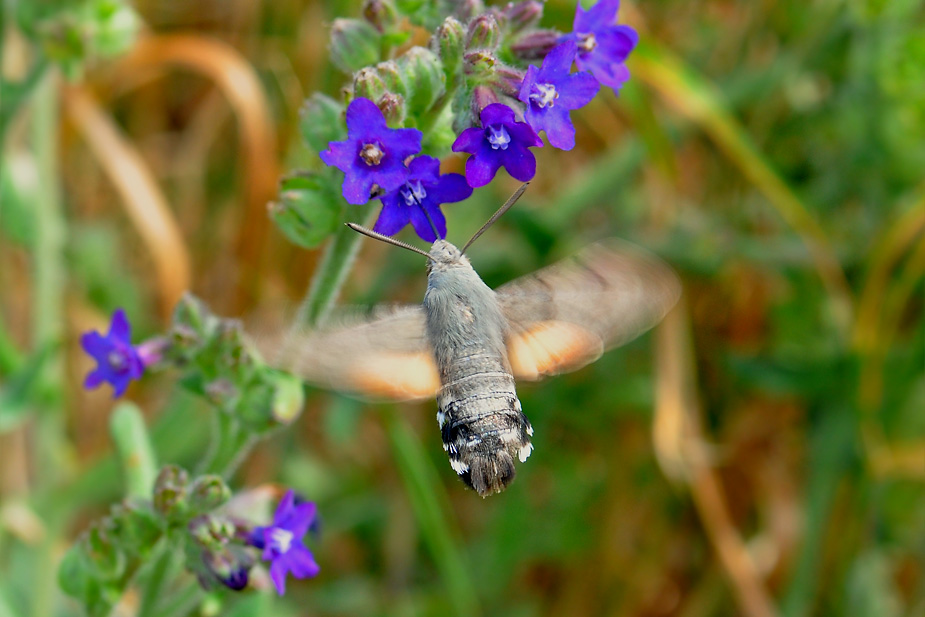 Macroglossum stellatarum_0015