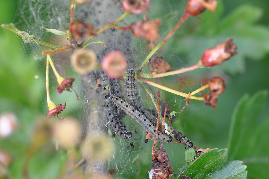 Yponomeuta cagnagella_0017