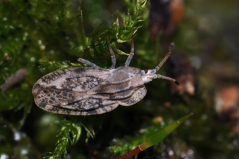 Tingis ampliata_0023