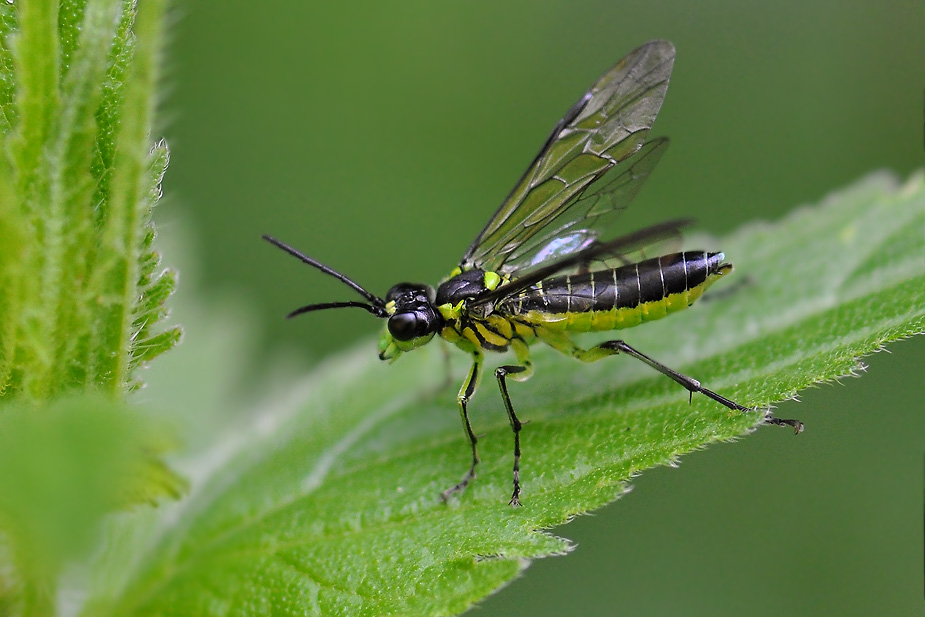 Tenthredo mesomela_0024