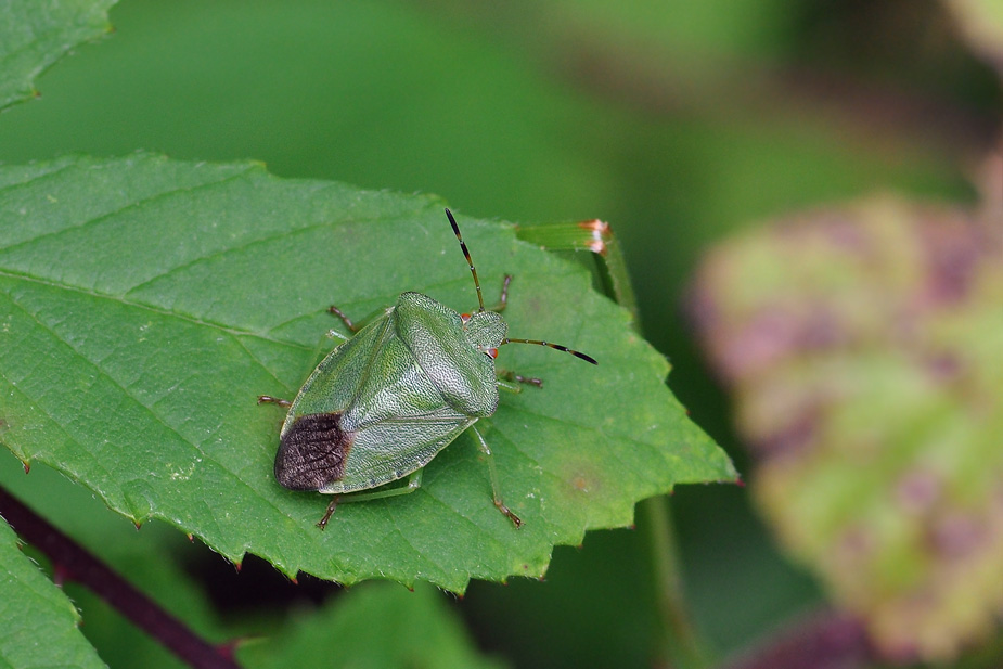 Palomena prasina_0024