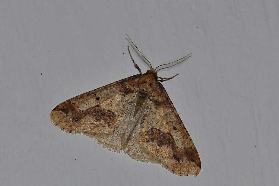 Erannis defoliaria_0025