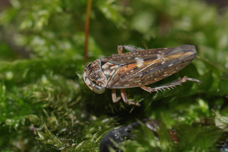 Acericerus heydenii_0034