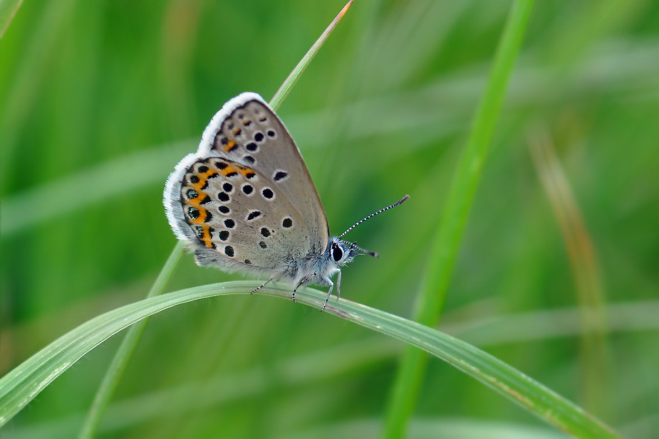 Plebejus idas_0049
