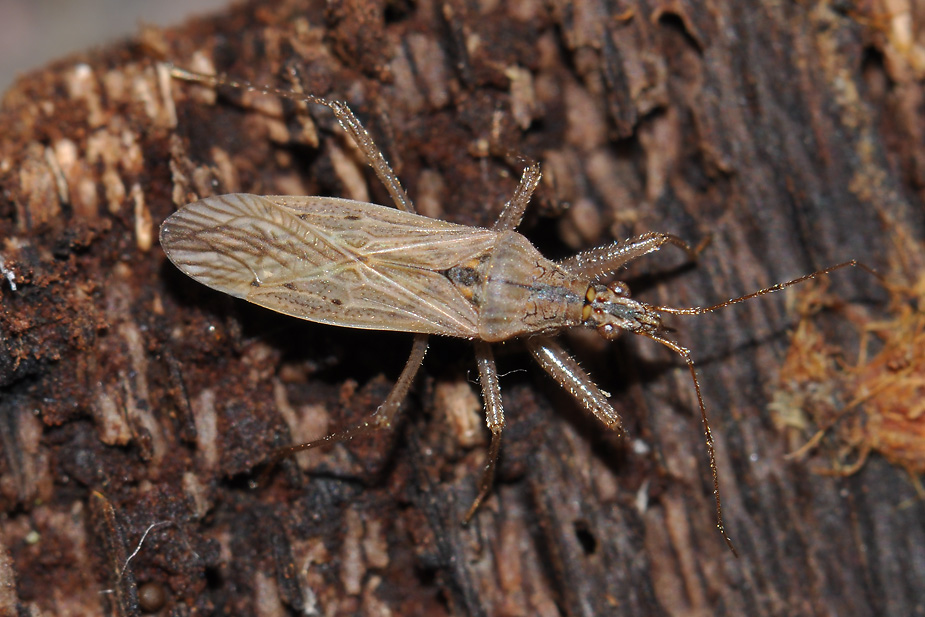 Nabis pseudoferus_0051