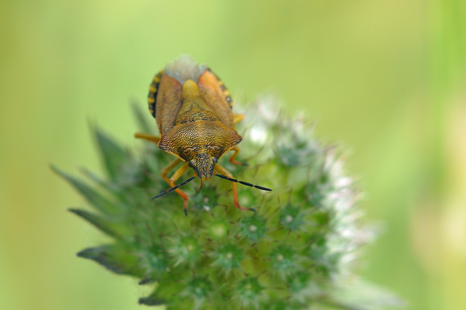 Carpocoris purpureipennis_0053