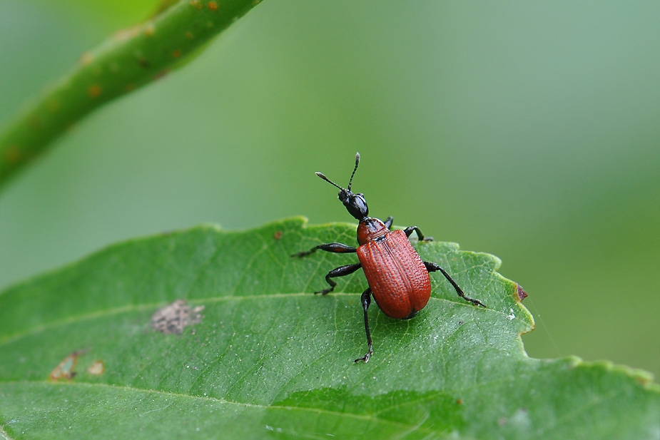 Apoderus coryli_0063