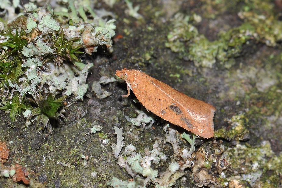 Acleris ferrugana_0065