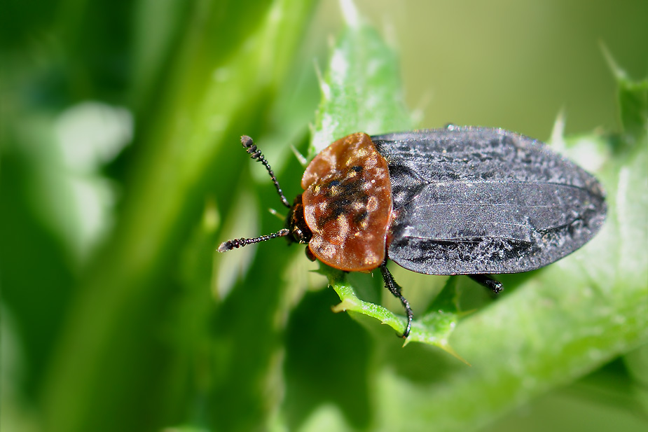 Oiceoptoma thoracicum_0066