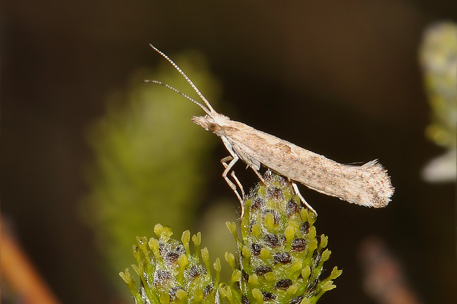 Plutella xylostella_0076