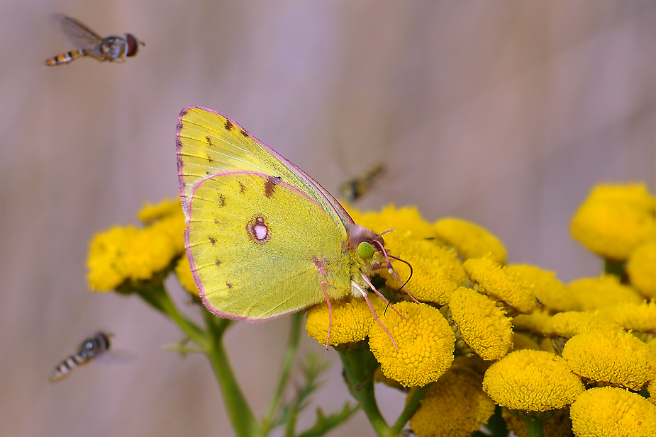 Colias hyale_0082